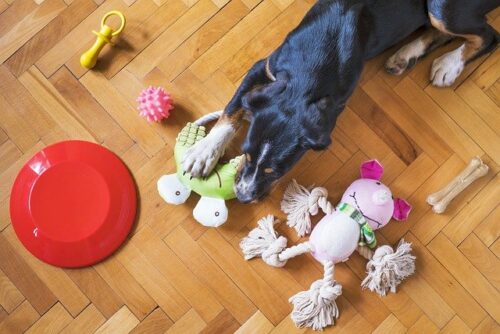 犬とおもちゃ