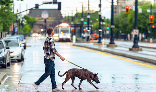 犬　雨の日の散歩